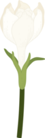 ilustração desenhada de mão de flor de gardênia branca. png