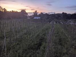 photography, sunset views in the garden area photo