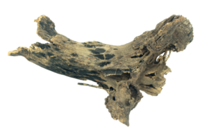 log wood isolate on transparent background png file