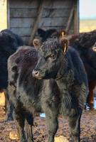 Aberdeen Angus bull photo