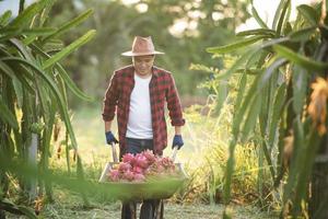 agricultores asiáticos sonrientes en plantaciones de frutas de dragón, agricultores recogiendo productos foto