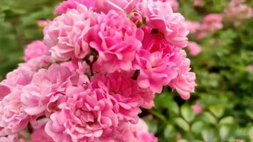 kleine rosa Rosen, die in Parks blühen, Landschaftsgestaltungsgarten video
