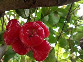 bunch of water guava or water apple on a tree stalk photo