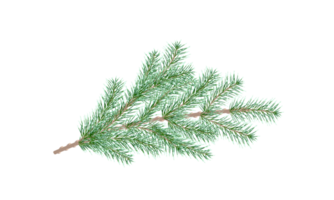Green pine branch. Fir tree branch. png