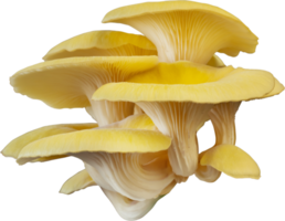 isolated oyster mushroom cutout on white background. png