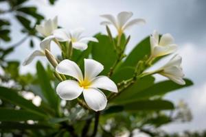 Plumeria known as Temple tree, Pagoda tree photo