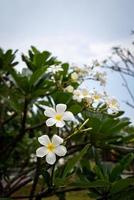 Plumeria known as Temple tree, Pagoda tree photo