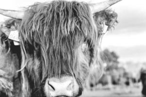 Highlander cows in the dunes of Wassenaar The Netherlands. photo