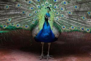 peacock with feathers out photo