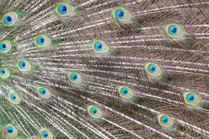 colorido patrón de plumas de pavo real foto