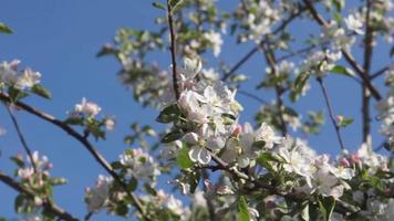 Apple blossom branches