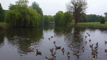 lago e aves aquáticas no parque público local em um dia nublado. Wardown Park está situado no rio lea em luton. o parque tem várias instalações desportivas video