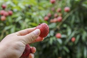 mano que sostiene la fruta de lichi foto