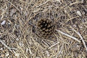 Dried pine cone in the forest photo