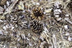 Dried pine cone in the forest photo