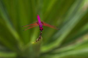 crimson marsh glider- a pink dragonfly perched on the tip of a leaf photo