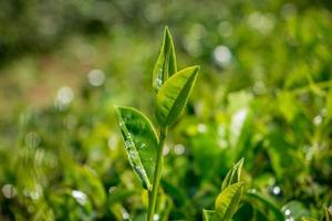 green tea in the field photo