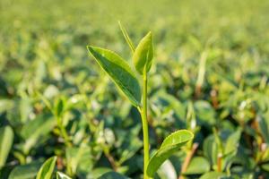 Tea leave in the field photo