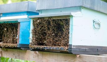 abejas en la colmena foto