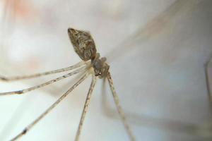 wingless knuckle-knuckle animal that crawls and hangs in a web trap photo