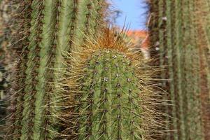 The cactus is large and prickly grown in the city park. photo