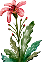 elemento de flor de acuarela pintado a mano para la colección de conjuntos de ilustraciones png