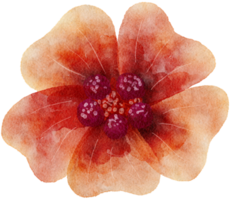 Flower watercolor transparent. png