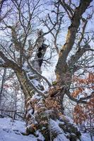 Roble de 500 años en montaña nevada, quercus petraea foto