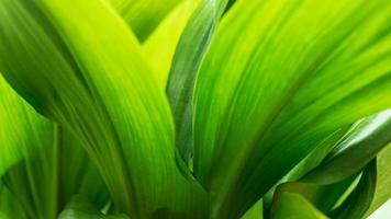Close-up green leaves color and blurred greenery leaf in nature. Tropical foliage and overlapping leave an Abstract natural floral Background concept. photo