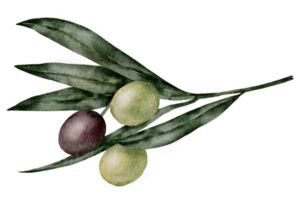 aquarelle et feuille d'olive png