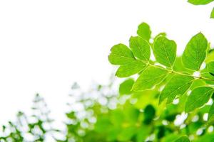 green leaf water droplets beautiful background photo