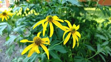 bellissimi fiori gialli di topinambur o pera di terra, girasole tuberoso. il fiore giallo di helianthus tuberosus ondeggia nel vento. video