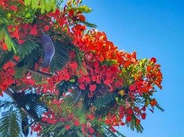 Beautiful tropical flame tree red flowers Flamboyant Delonix Regia Mexico. photo