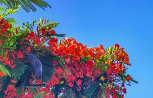 Beautiful tropical flame tree red flowers Flamboyant Delonix Regia Mexico. photo