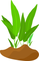 Zimmerpflanze Blumentopf natürliches Blattwachstum Innendekoration Grafikdesign Illustration png
