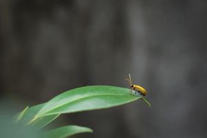 un pequeño insecto que busca alimento en la hierba verde por la noche. foto