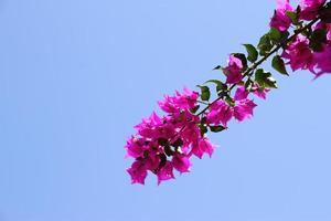 Pink flowers in garden on blue sky background photo