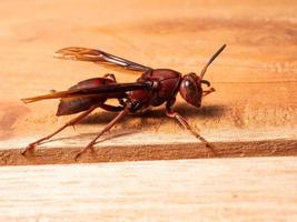 Picture of paper wasp Ropalidia fasciata on a wooden table photo