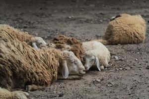 Group of white sheep sleeping in the cage in the local farm zoo with selective focus.A breed of domestic sheep from the chiang mai zoo in Thailand. photo