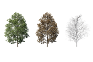 3-Jahreszeiten-Set aus transparentem Hintergrund des Ahornbaums png