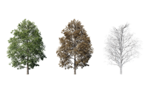 3 season set of Maple tree transparent background png