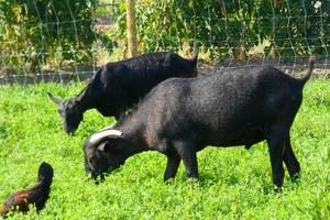 Goats quietly eating green grass essential for good milk yields photo