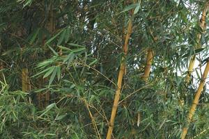 Giant bamboo is a common name for several large species of bamboo photo
