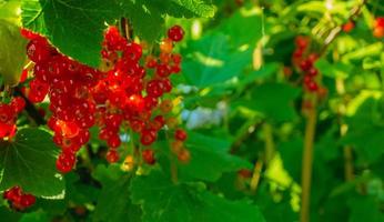 Ripe red currant berries on a branch in the garden. Red currant, currant or ordinary or garden currant Ribes rubrum photo