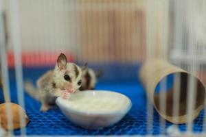 A close up of a sugar glider pets that have soft fur and can glide. eating milk in the cage. photo