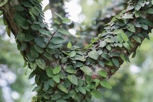 Los higos rastreros son pequeñas plantas frondosas que cubren las paredes de la casa y decoran las paredes de la casa. foto