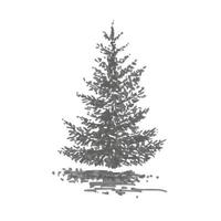 Hand-drawn tree, fir. Realistic image in shades of gray, sketch painted with ink brush vector