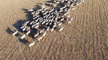 belas fazendas de cordeiro e ovelhas na inglaterra, vista aérea do drone sobre muitas ovelhas video