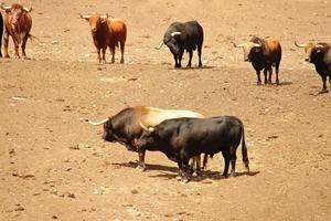 granja de toros, ganadería estilo rancho foto