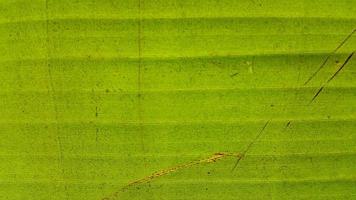 textura de hoja de plátano muy fresca foto